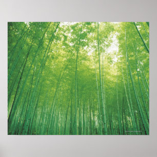 Bamboo Forest 2 Poster