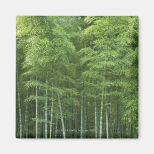 Bamboo Forest Magnet