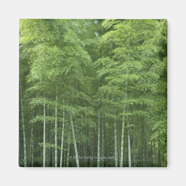 Bamboo Forest Magnet (Front)