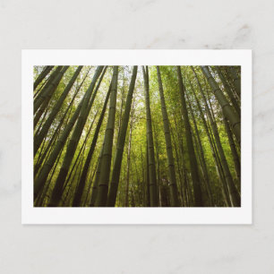 Bamboo Forest of Sagano, Kyoto Postcard
