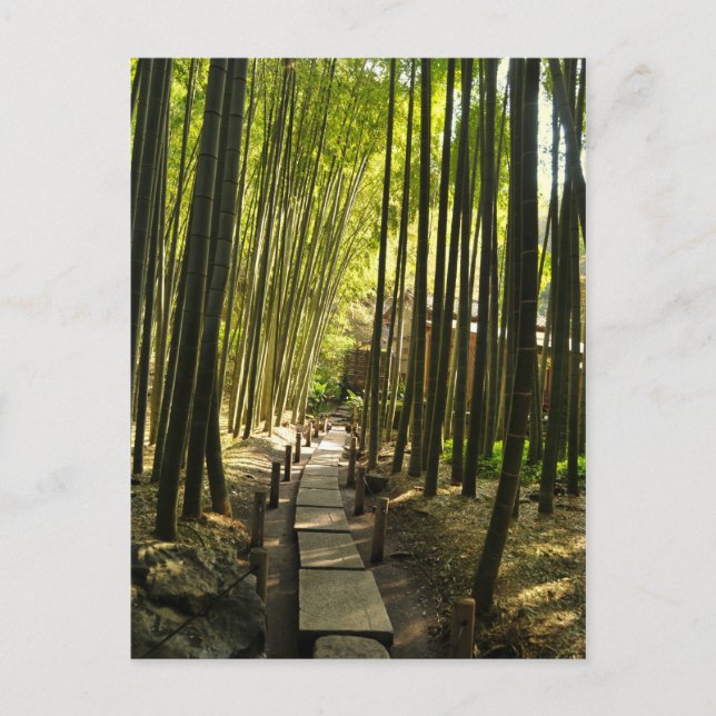 Bamboo Forest Postcard (Front)