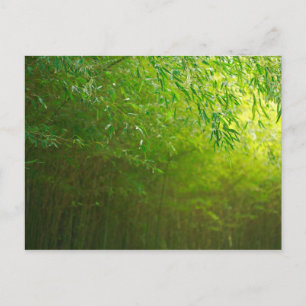 Bamboo forest postcard