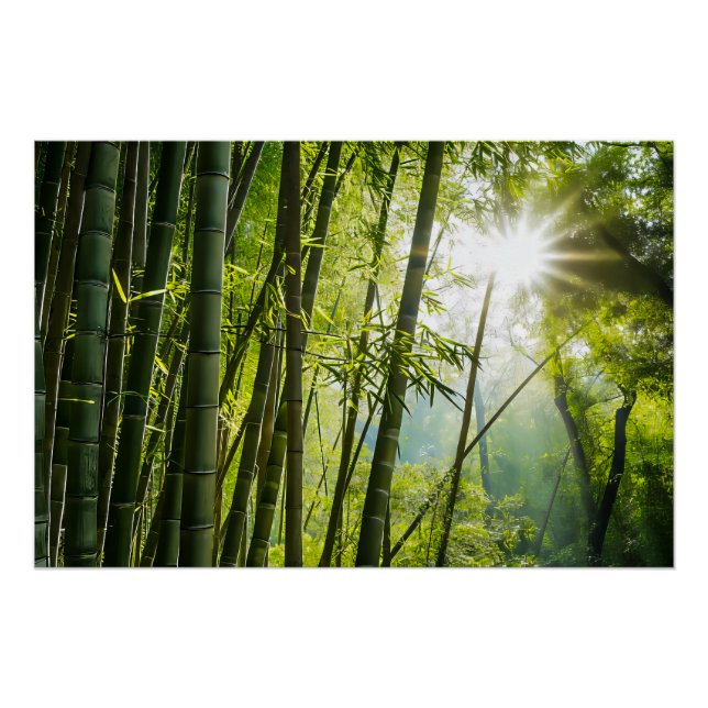 Bamboo Forest Poster (Front)