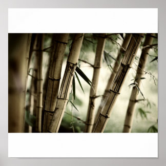 Bamboo forest poster