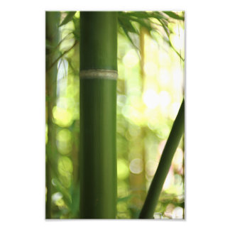 Bamboo Forest (Print) Photo Print