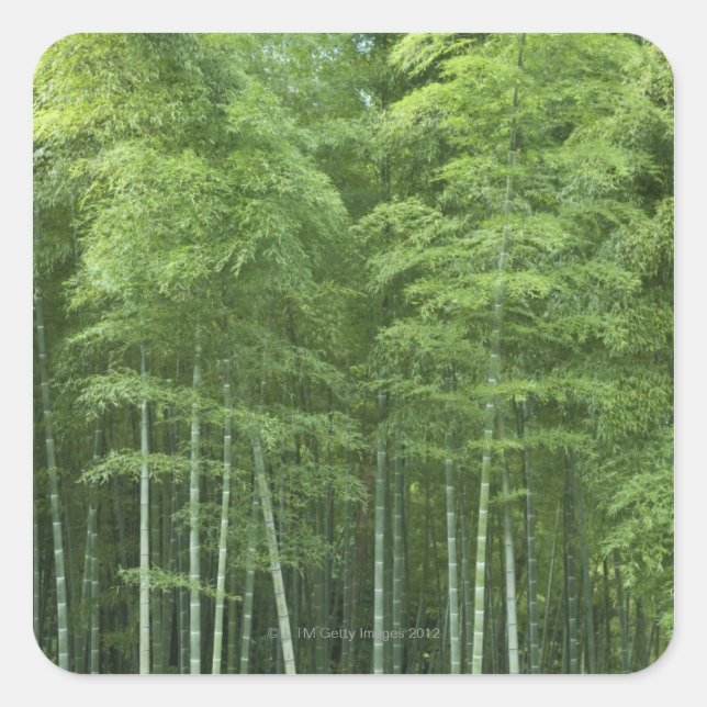 Bamboo Forest Square Sticker (Front)
