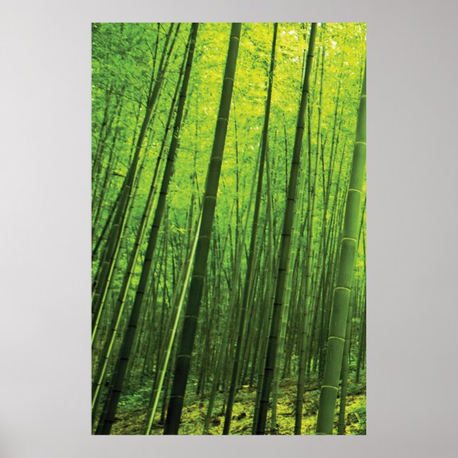 Bamboo Forest - Zen Art (Piece 1 of 3) Poster (Front)