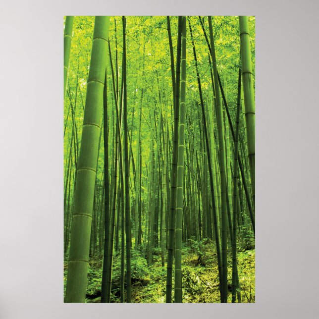 Bamboo Forest - Zen Art (Piece 2 of 3) Poster (Front)