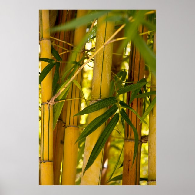 Bamboo garden poster (Front)