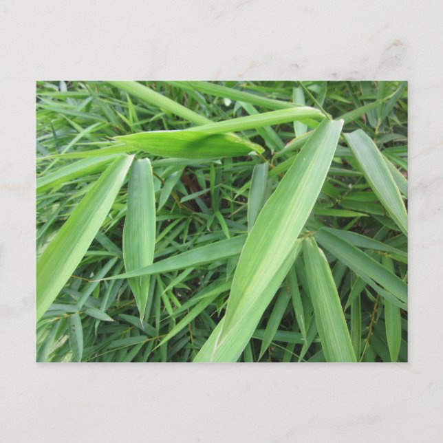 Bamboo grass postcard (Front)