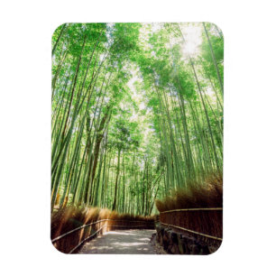 Bamboo Grove   Arashiyama, Kyoto, Japan Magnet