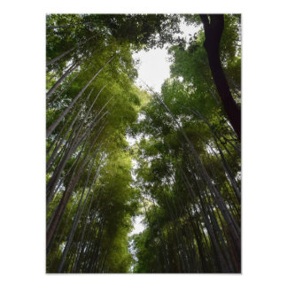 bamboo grove dec photo print