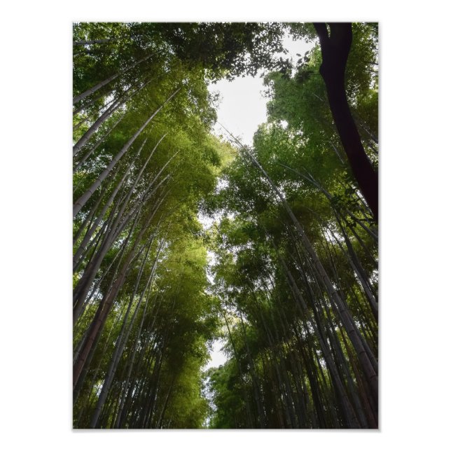 bamboo grove dec photo print (Front)