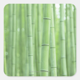 Bamboo Grove Square Sticker