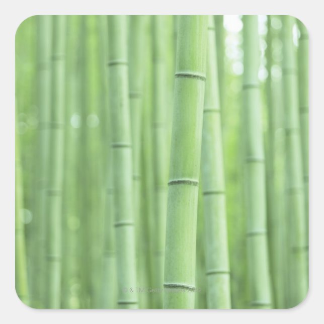 Bamboo Grove Square Sticker (Front)