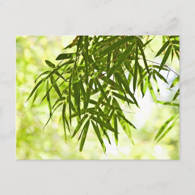 Bamboo leaves postcard (Front)