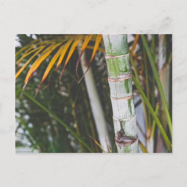 Bamboo of Mexico Postcard (Front)