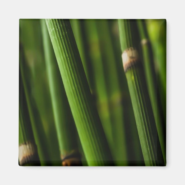Bamboo pattern magnet (Front)