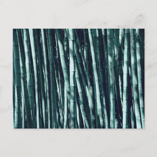 Bamboo Postcard (Front)
