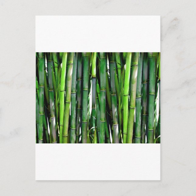 BAMBOO POSTCARD (Front)