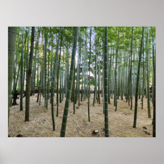 Bamboo Poster