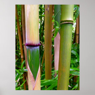 Bamboo Poster