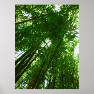 Bamboo Sky Poster