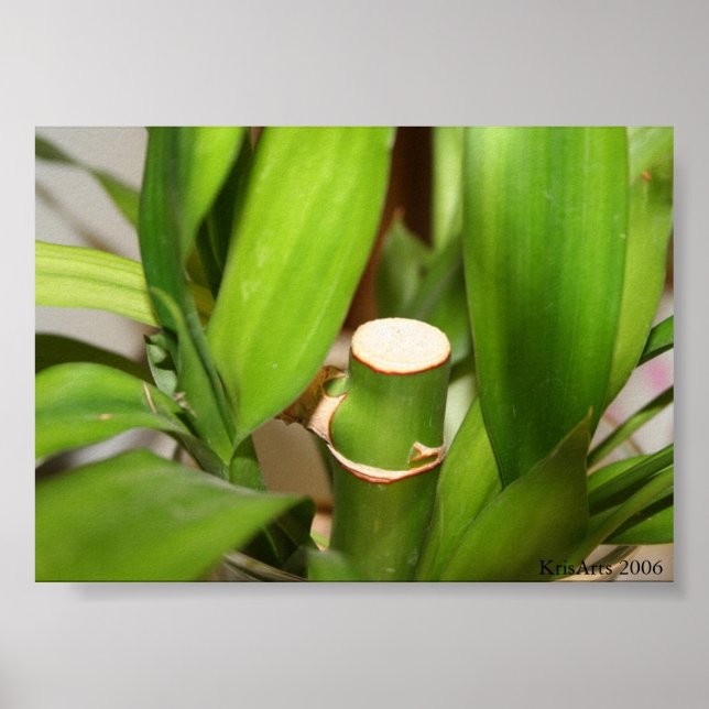 bamboo stick poster (Front)