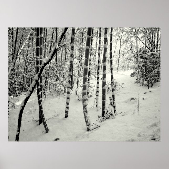 Bamboo trunks in snow poster (Front)
