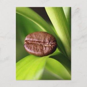 Bambus Kaffeebohne Postcard