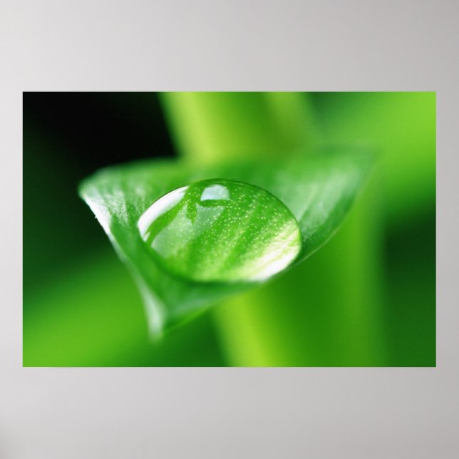 Bambus Wassertropfen Poster (Front)