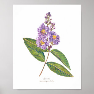 Banaba (Lagerstroemia speciosa) Ph Forest Blooms Poster