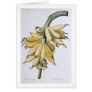 Banana, 1816