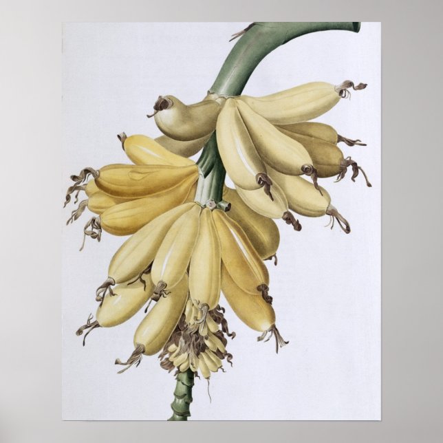 Banana, 1816 poster (Front)