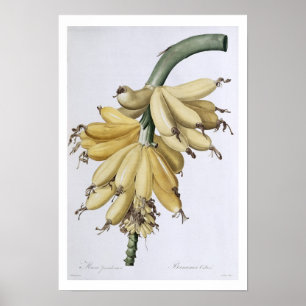 Banana, 1816 poster