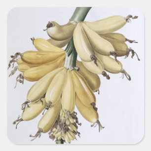 Banana, 1816 square sticker