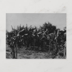 Banana Cultivation, Trinidad, c.1891 Postcard