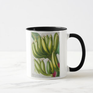 Banana, engraved by Johann Jakob Haid (1704-67) pl Mug