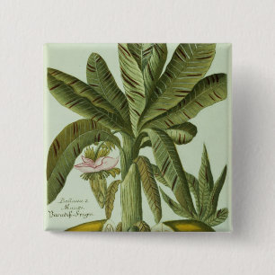 Banana, from J. Weinmann's Phytanthoza Iconographi 15 Cm Square Badge