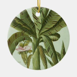 Banana, from J. Weinmann's Phytanthoza Iconographi Ceramic Tree Decoration
