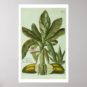 Banana, from J. Weinmann's Phytanthoza Iconographi Poster