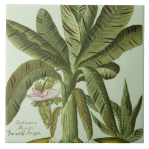 Banana, from J. Weinmann's Phytanthoza Iconographi Tile