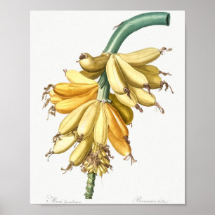 Banana  from Les liliacees (1805) by Pierre-Joseph Poster