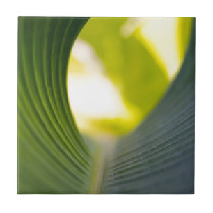 Banana Leaf Ceramic Tile