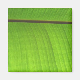 Banana Leaf Close-Up Magnet