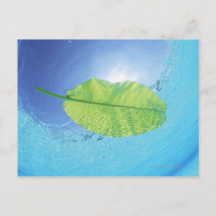 Banana leaf floating on the sea postcard