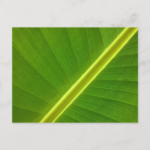 Banana Leaf Postcard