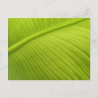 Banana Leaf Postcard