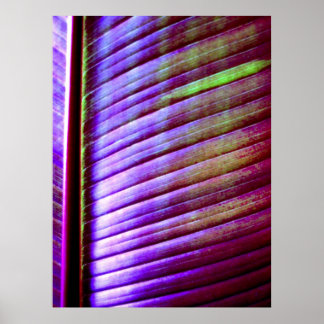 (Banana Leaf) Poster Print