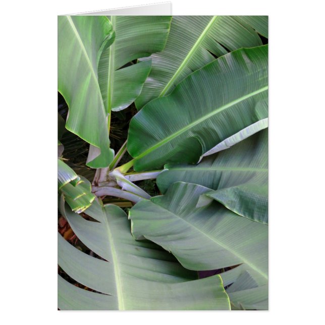 Banana Leaves (Front)